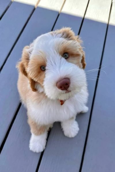 Aussiedoodle-male-.jpg