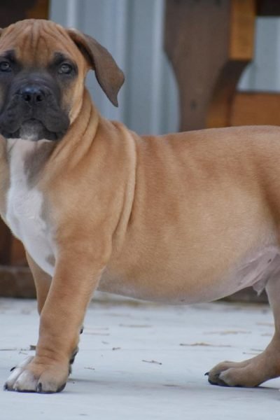 Boerboel-1.jpg