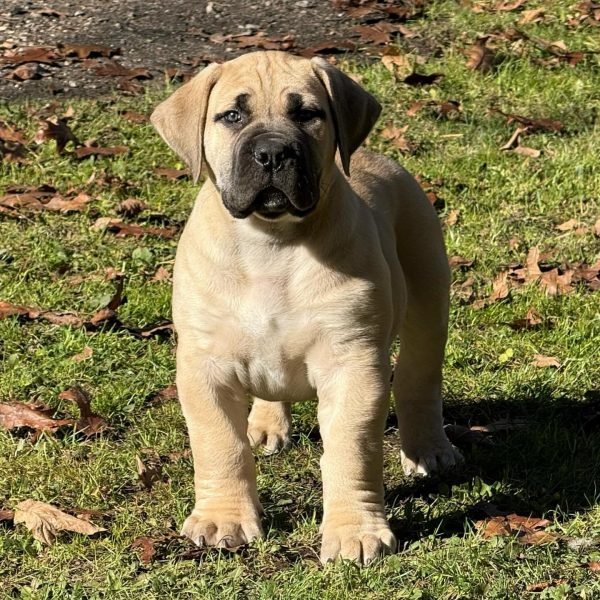 Boerboel-6.jpg