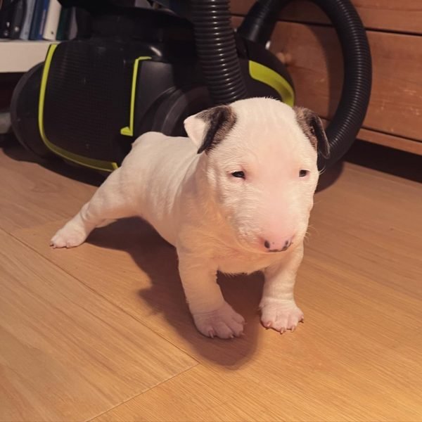 Bull-Terrier-1.jpg