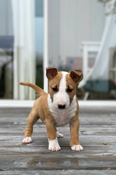 Bull-Terrier-2.jpg