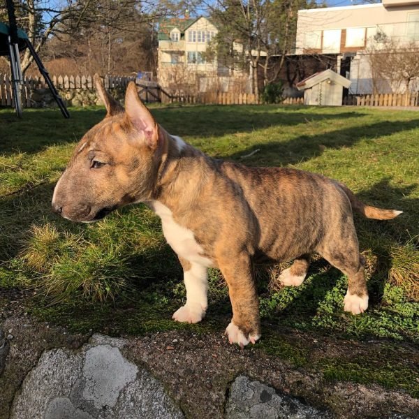 Bull-Terrier-3.jpg