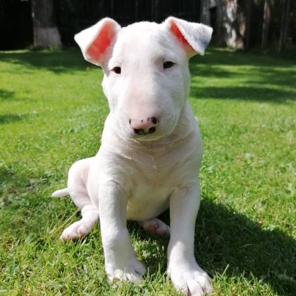 Bull-Terrier-5.jpg