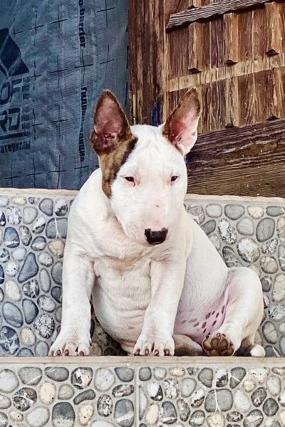 Bull-Terrier-6.jpg