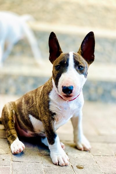 Bull-Terrier-7.jpg