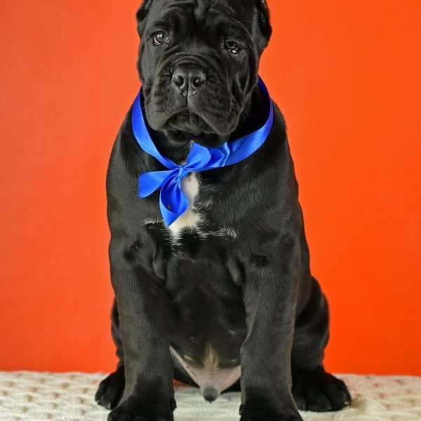 Cane-Corso-2.jpg