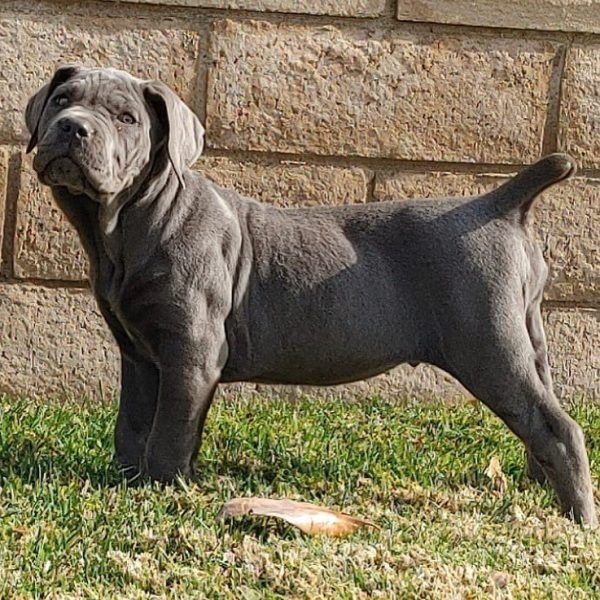 Cane-Corso-9.jpg