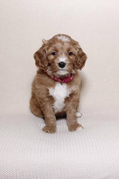 Golden-Doodle-female.jpg