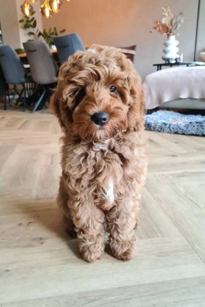 Golden-Doodle-male-1.jpg
