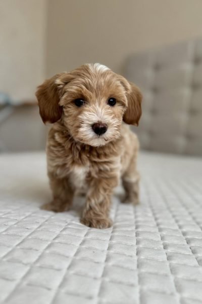 Molly-5.jpg
