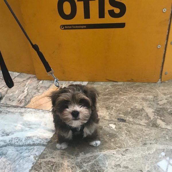 Otis-3.jpg