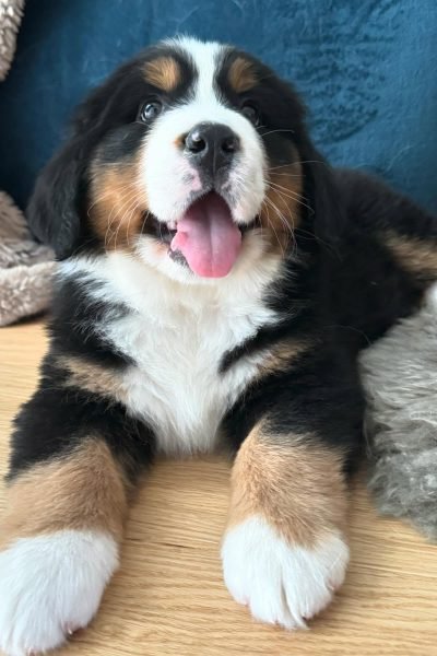 bernese-mountain-dog-1.jpg