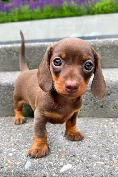 dachshund-3.jpg