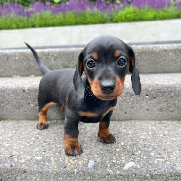 dachshund-4.jpg