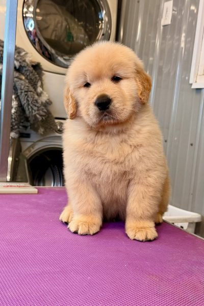 golden-retriever-4.jpg