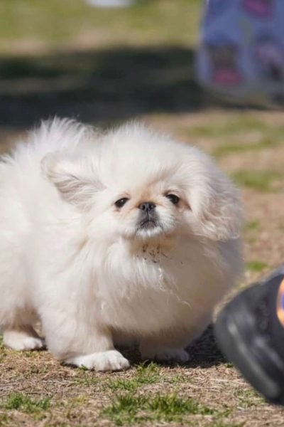 pekingese.jpg
